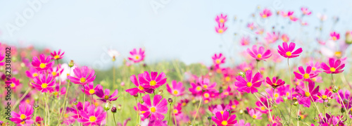 pink cosmos flowers blooming in a field