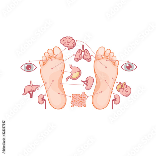 Cartoon soles of feet with marked by reflexology zones for acupuncture organs vector graphic illustration. Acupressure human foot point alternative medicine concept isolated on white background