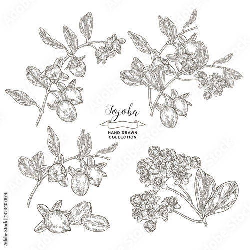 Jojoba plant set. Simmondsia chinensis. Jojoba branch with fruits and flowers isolated on white. Vector illustration botanical. Engraving style.