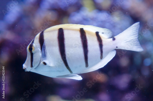 White fish with black stripes. Manini, convict surgeonfish, acanthurus triostegus