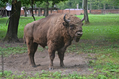 Żubr, Bialowieża