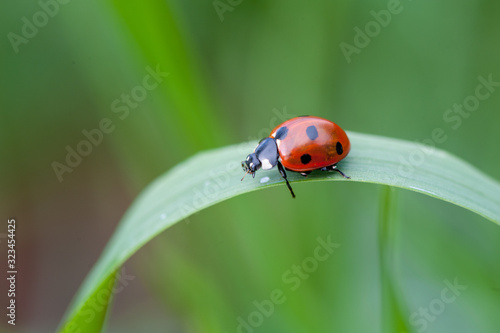 ladybug crawling on a green blade of grass