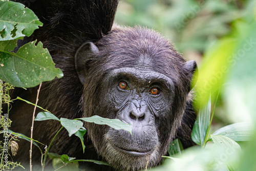 uganda wildlife kibale chimp chimpanzee portrait close up