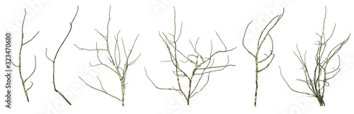 Dried mossy tree branches collection isolated on the white background.