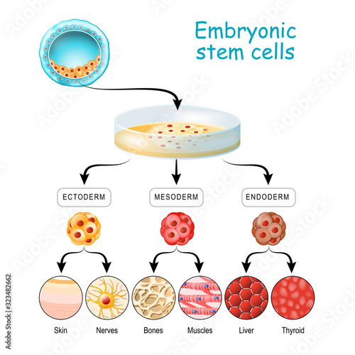 From Totipotent to Pluripotent, Multipotent, and Unipotent cell. endoderm, mesoderm and ectoderm.