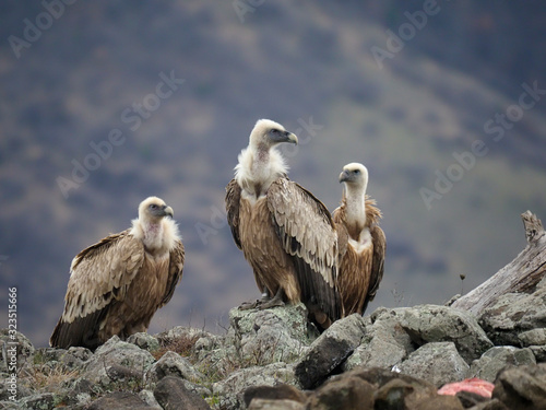 Griffon vulture, Gyps fulvus