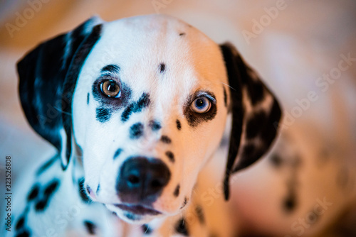 Beautiful Blue and Brown eyed Dalmatian Puppy