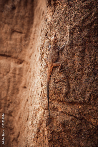 Lizard basks on a hot stone in Utah