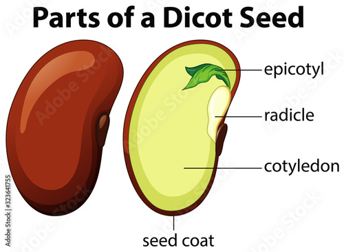 Diagram showing parts of dicot seed on white background