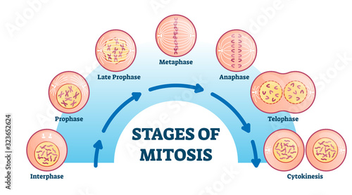 Stages of mitosis, vector illustration diagram