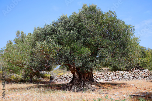 Olivenbaum (Olea europaea) alter Baum, Insel Kreta, Griechenland, Europa