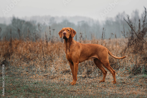 HUNTING hungarian vizsla DOG in the field on the hunt looks at the prey