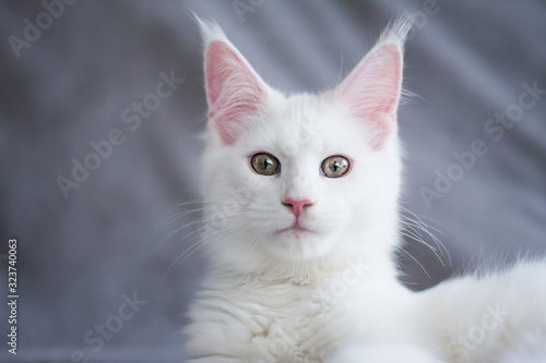 Portrait of a beautiful white fluffy maine coon kitty cat