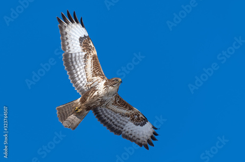 Common Buzzard (Buteo buteo) in flight