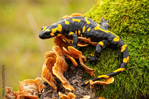 Fire salamander, salamandra salamandra, looking sideways from a moss covered tree in forest. Patterned toxic animal with yellow spots and stripes in natural habitat.