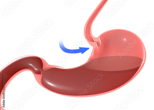 3D illustration of the human stomach, highlighting the duodenal sphincter and esophagus. With a blue arrow with movement pointing.