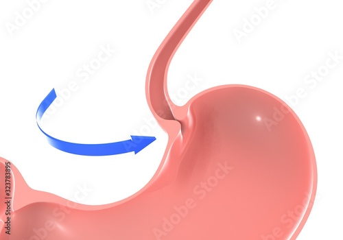 3D illustration of the human stomach, highlighting the duodenal sphincter and esophagus. With a blue arrow with movement pointing.