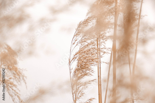 Pampas grass outdoor in light pastel colors. Dry reeds boho style 