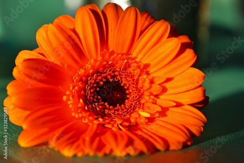 Bright orange gerbera daisy flowers
