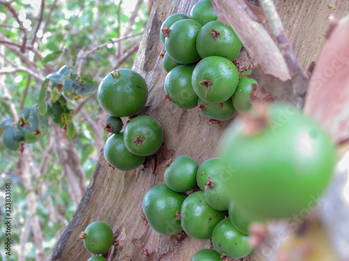 Cambucá, Jabuticaba