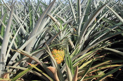 Pineapple field at Honolulu Hawaii