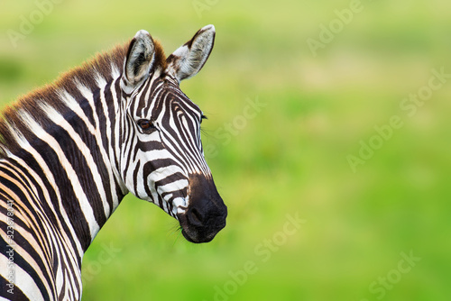 Closeup zebra head against green blurred background