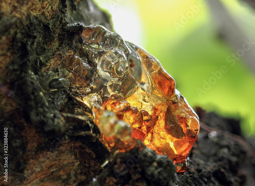 Solid tree sap on trunk macro nature detail