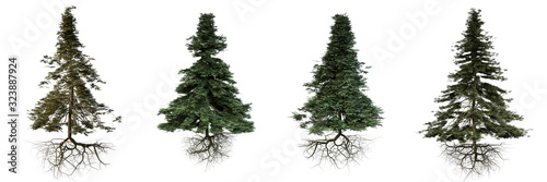 group of conifer trees with roots isolated on white background
