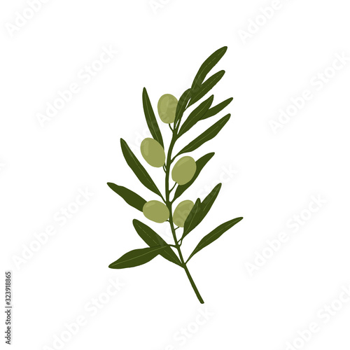 Vector olive branche. Hand drawn vector illustration.