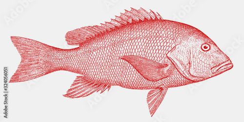 Northern red snapper lutjanus campechanus, threatened fish from the Atlantic Ocean