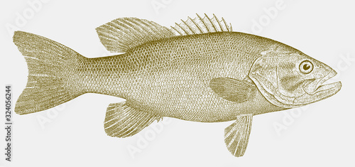 Smallmouth bass micropterus dolomieu, freshwater fish in side view
