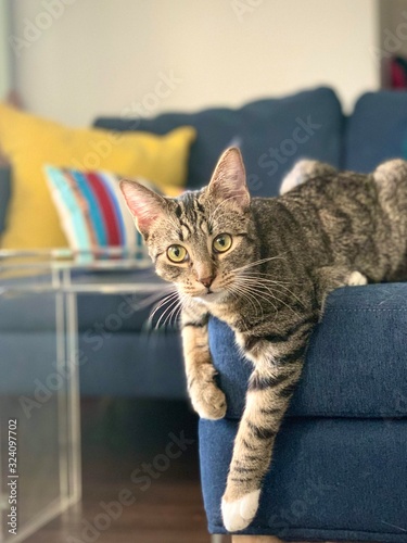 tabby cat posed on modern sofa