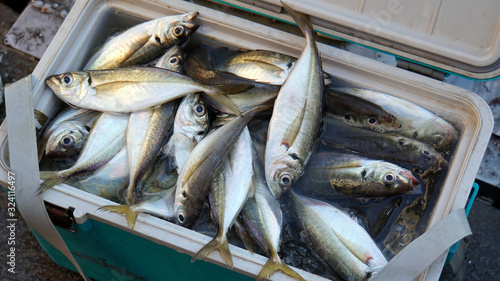 クーラーボックスに溢れんばかりの魚！アジ大漁！