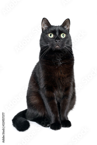 Portrait of a young black cat on a white background