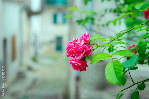 Rose in Beli