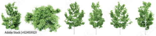 Set or collection of green aspen trees isolated on white background. Concept or conceptual 3d illustration for nature, ecology and conservation, strength and endurance, force and life