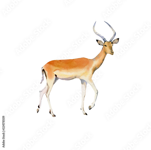 Handpainted watercolor impala illustration isolated on white