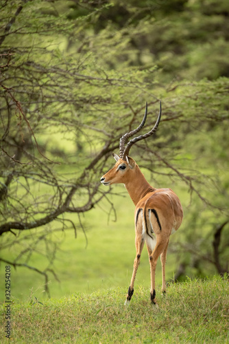 Male impala stands looking round in trees