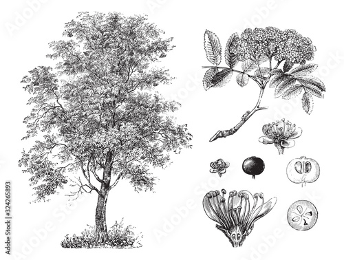 Rowan or Mountain-ash (Sorbus aucuparia) / vintage illustration from Brockhaus Konversations-Lexikon 1908