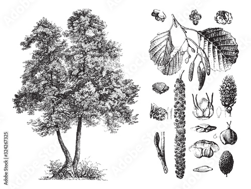 Common alder (Alnus glutinosa) / vintage illustration from Brockhaus Konversations-Lexikon 1908