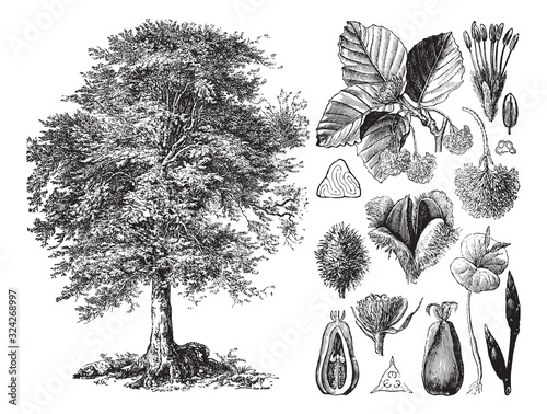 Common beech (Fagus sylvatica) / vintage illustration from Brockhaus Konversations-Lexikon 1908