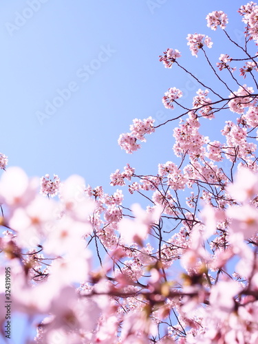 満開の桜 千鳥ヶ淵