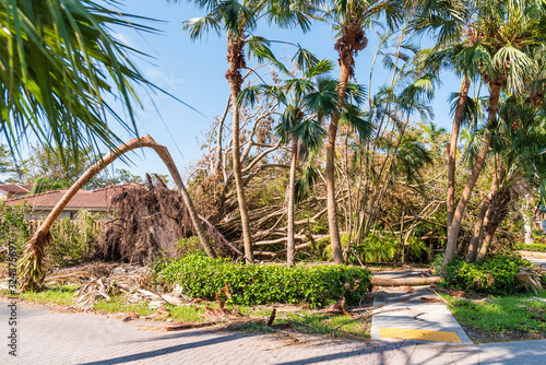 Storm damage in Florida. Fallen branches portray the aftermath of Hurricane Irma in Miami. 