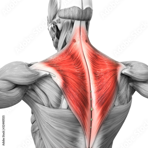 Human Muscular System Parts Trapezius Muscle Anatomy