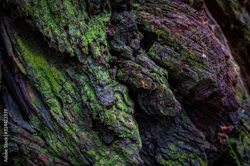 Close up detail of redwood bark at Jedediah State Park in Northern California
