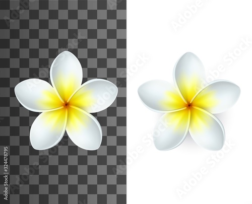 Plumeria tropical flowers 3d vector of exotic flowering plants. Realistic blossom of Hawaiian frangipani with white and yellow petals on transparent and white background, floral decoration design