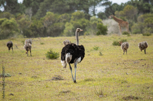 Straussen-Herde mit Jungtieren in der Steppe; Giraffe im Hintergrund; Südafrika