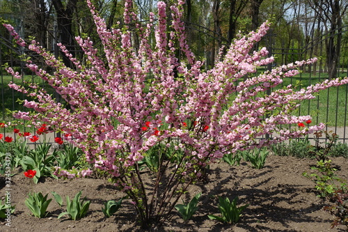 Prunus triloba Multiplex in full bloom in April