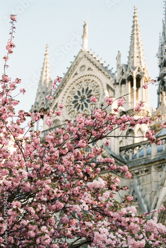 Notre Dame with Cherry Blossoms