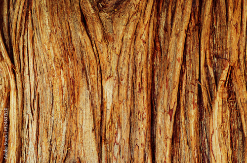 Tree surface texture